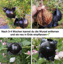 Laden Sie das Bild in den Galerie-Viewer, Magische Wurzelbox